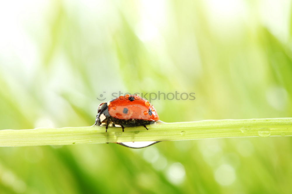 Similar – oblique position Ladybird