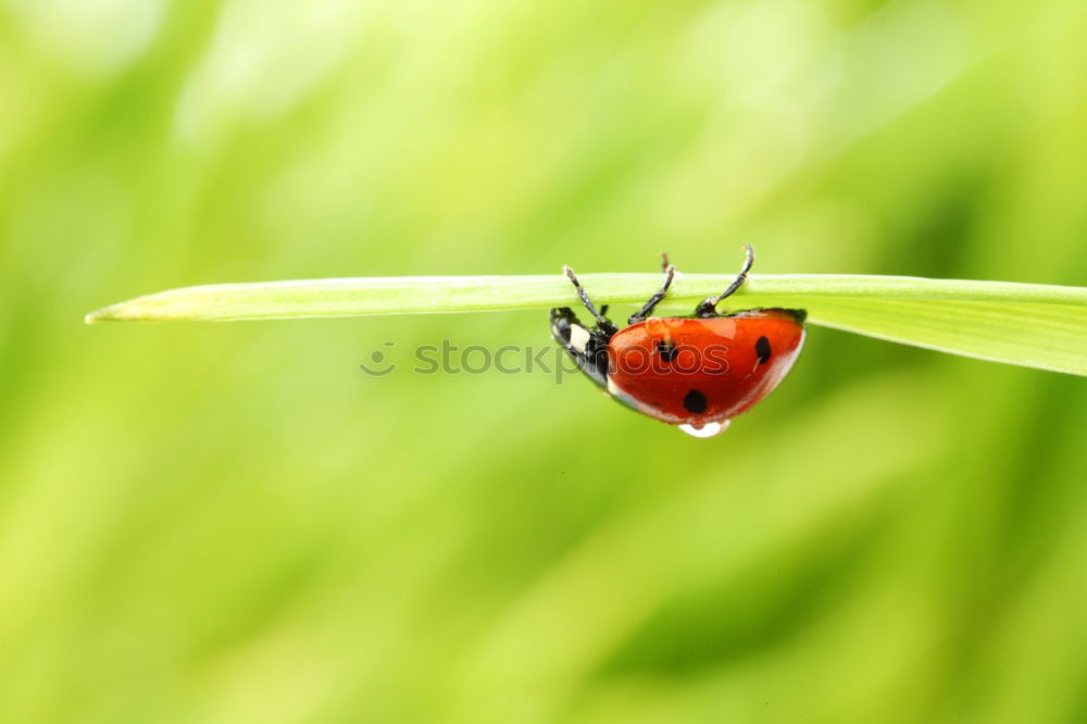 Similar – ladybugs Environment