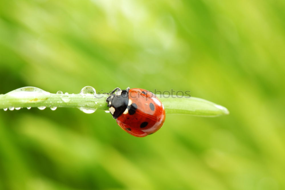 Similar – Image, Stock Photo finally break Animal