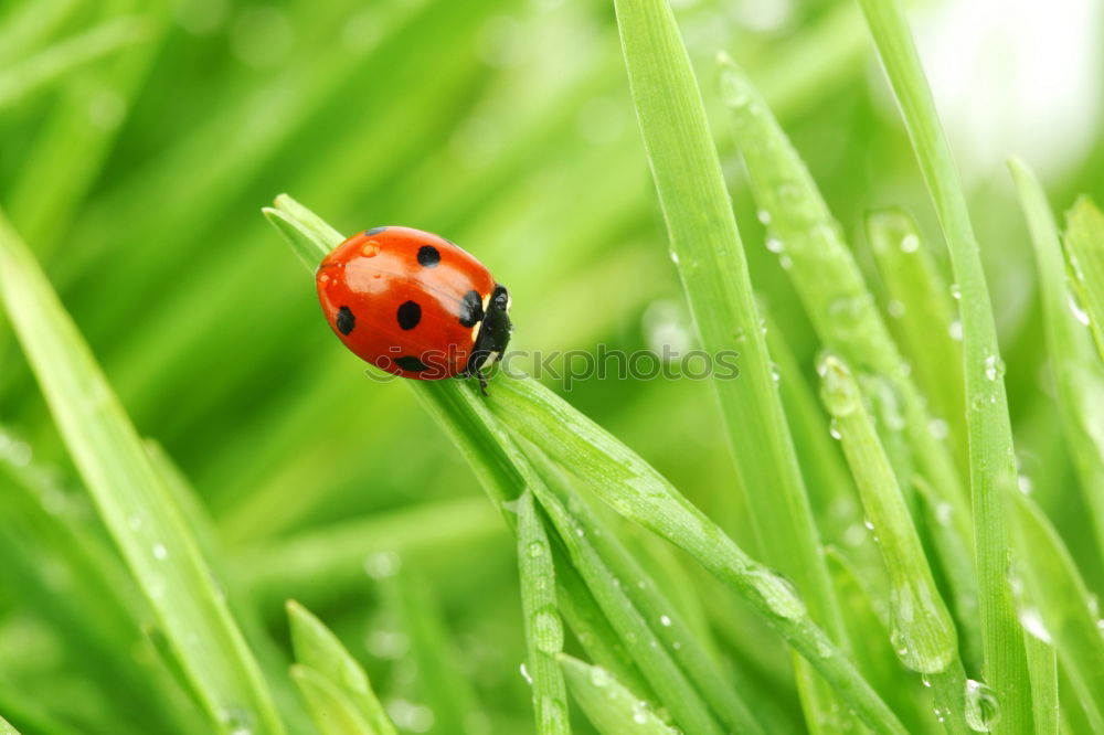 Similar – ladybird Ladybird Leaf Red