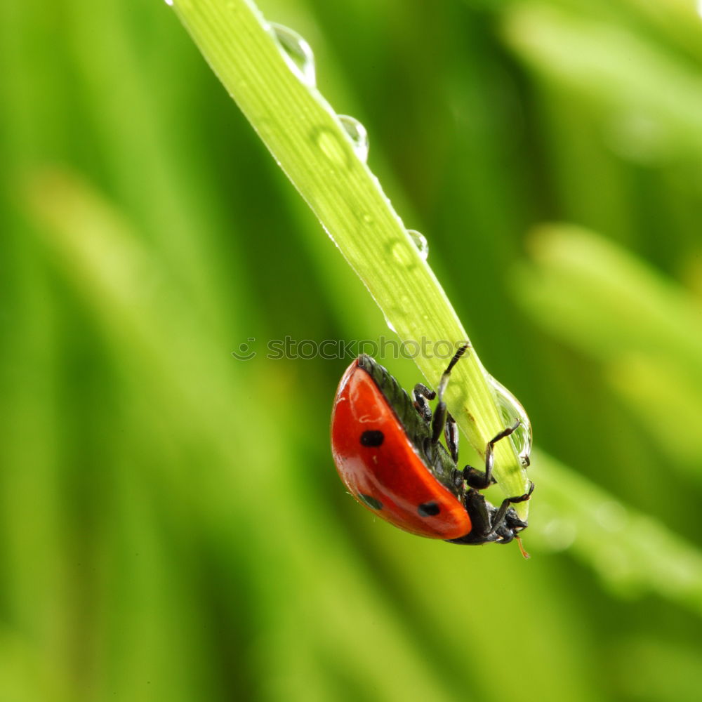 Similar – ladybugs Environment