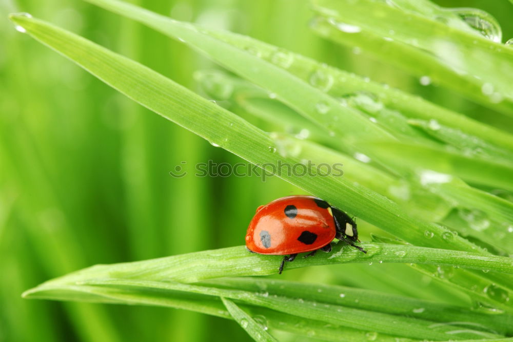 Similar – ladybird Ladybird Leaf Red