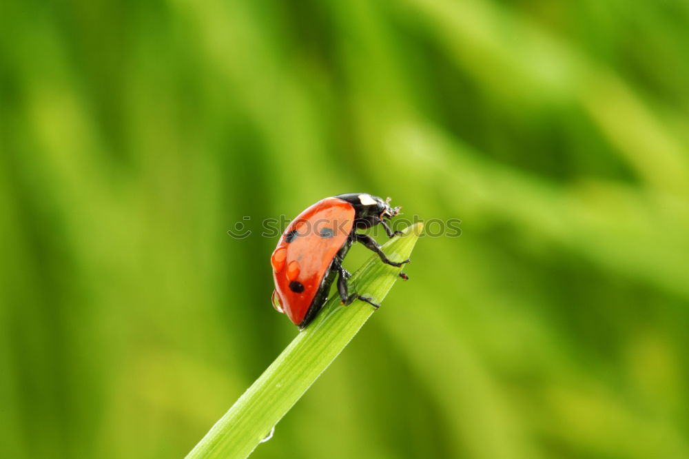 Similar – Hold on tight Ladybird