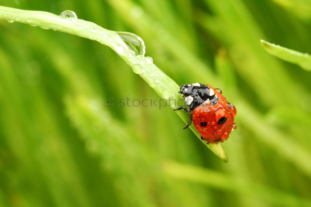 Similar – Hold on tight Ladybird