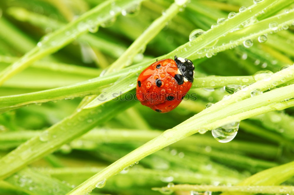 Similar – Foto Bild Aquaplaning Lilienkäfer