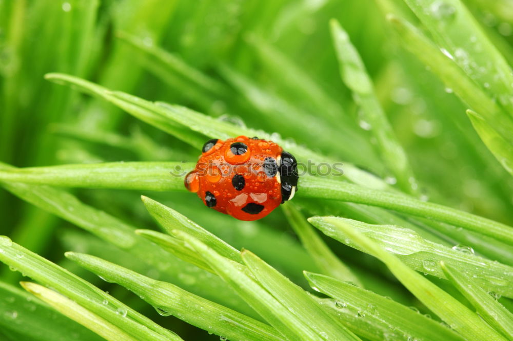 Similar – Image, Stock Photo finally break Animal