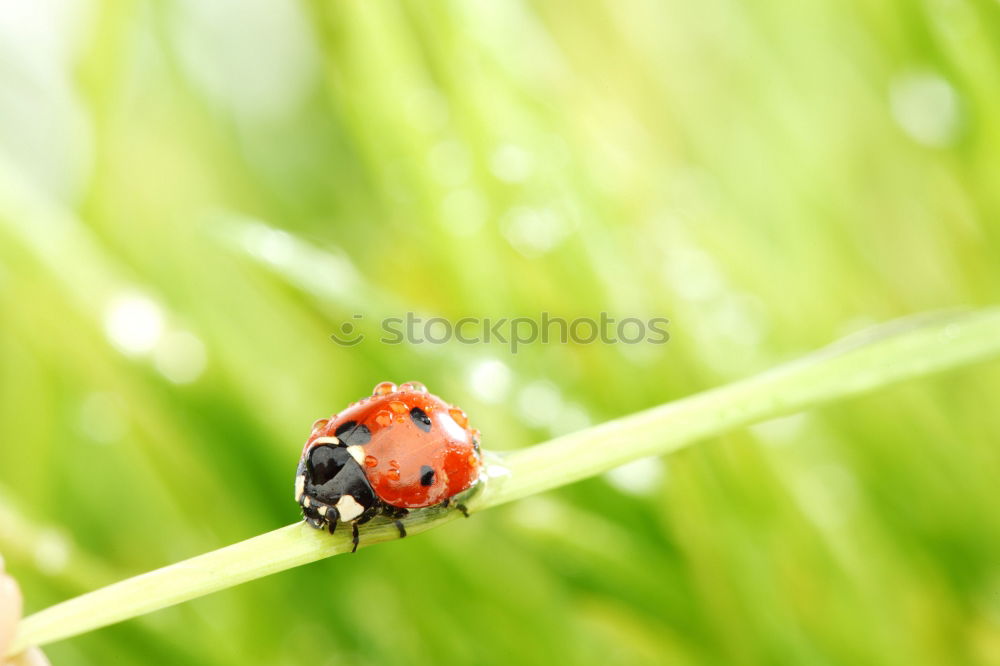 Similar – Image, Stock Photo Rain Beetle III Animal