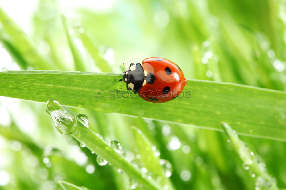 Similar – Image, Stock Photo Rain Beetle III Animal