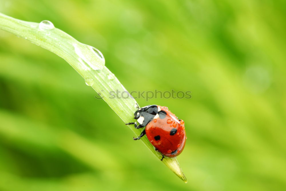 Similar – lightness Ladybird