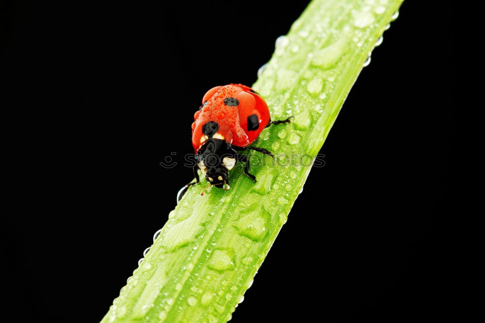 Similar – Image, Stock Photo Ladybird on the leaf