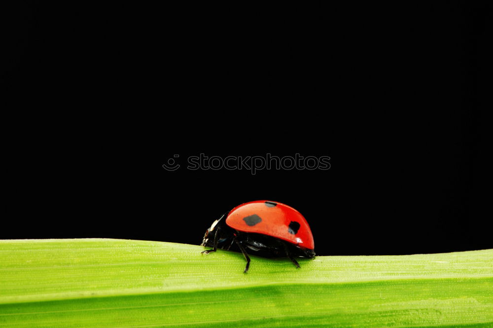 Similar – Image, Stock Photo A Bug’s Life Beetle Black