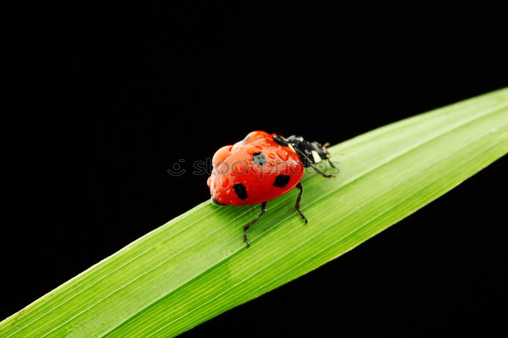 Similar – Die Bug-Verschwörung