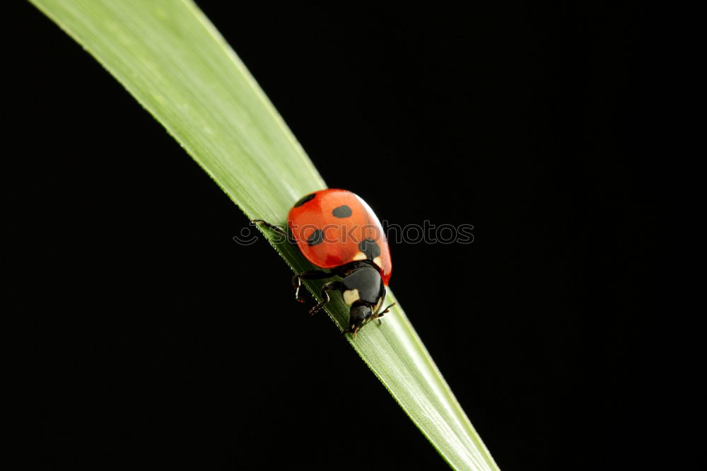 Similar – Image, Stock Photo A little beetle goes for a walk