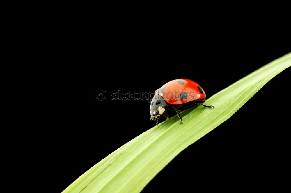 Similar – oblique position Ladybird