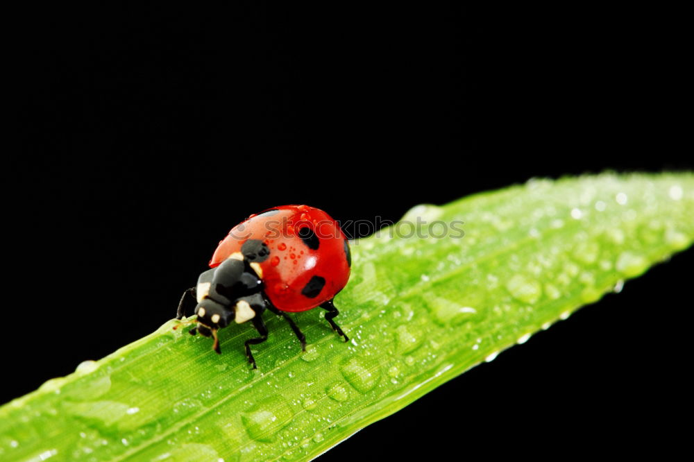 Similar – Image, Stock Photo Prickly² Bumble bee Bee