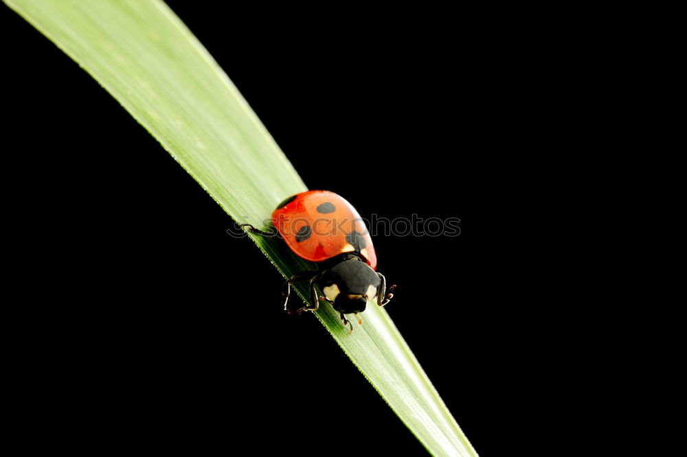 Similar – Image, Stock Photo A little beetle goes for a walk