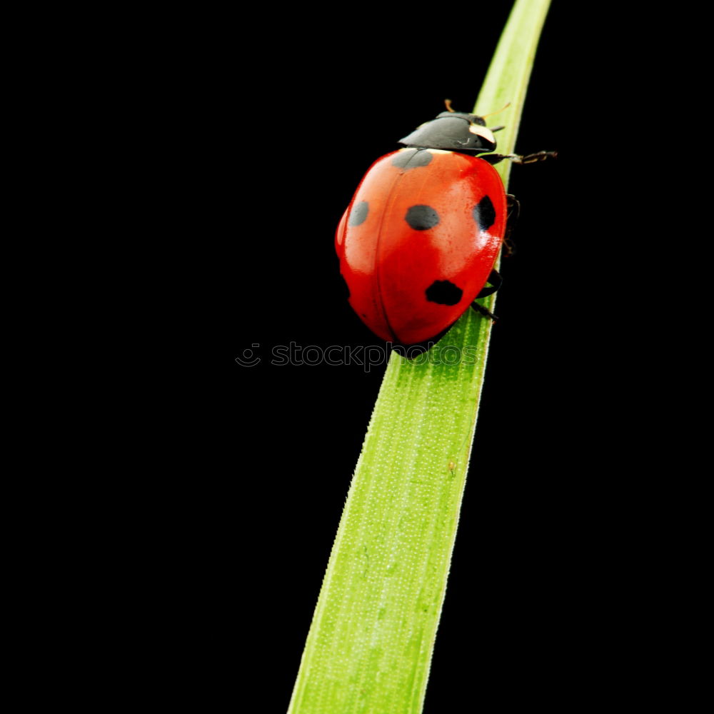 Similar – Image, Stock Photo random sample Insect Green