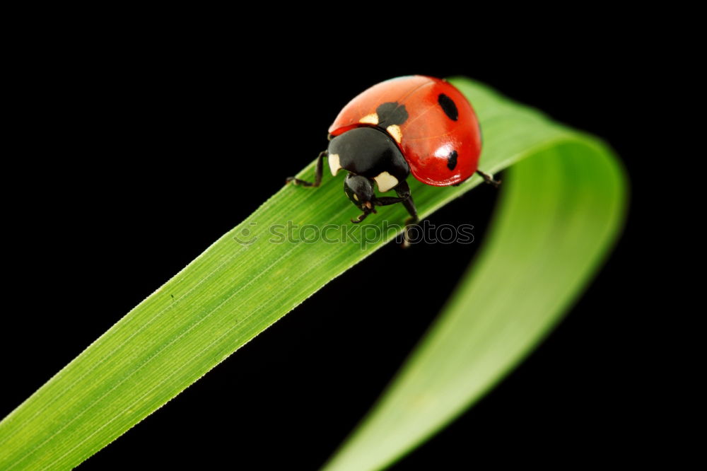 Similar – flying hour Nature Animal