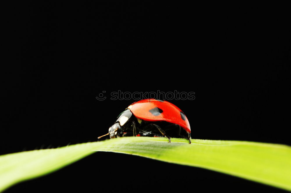 Similar – Image, Stock Photo random sample Insect Green