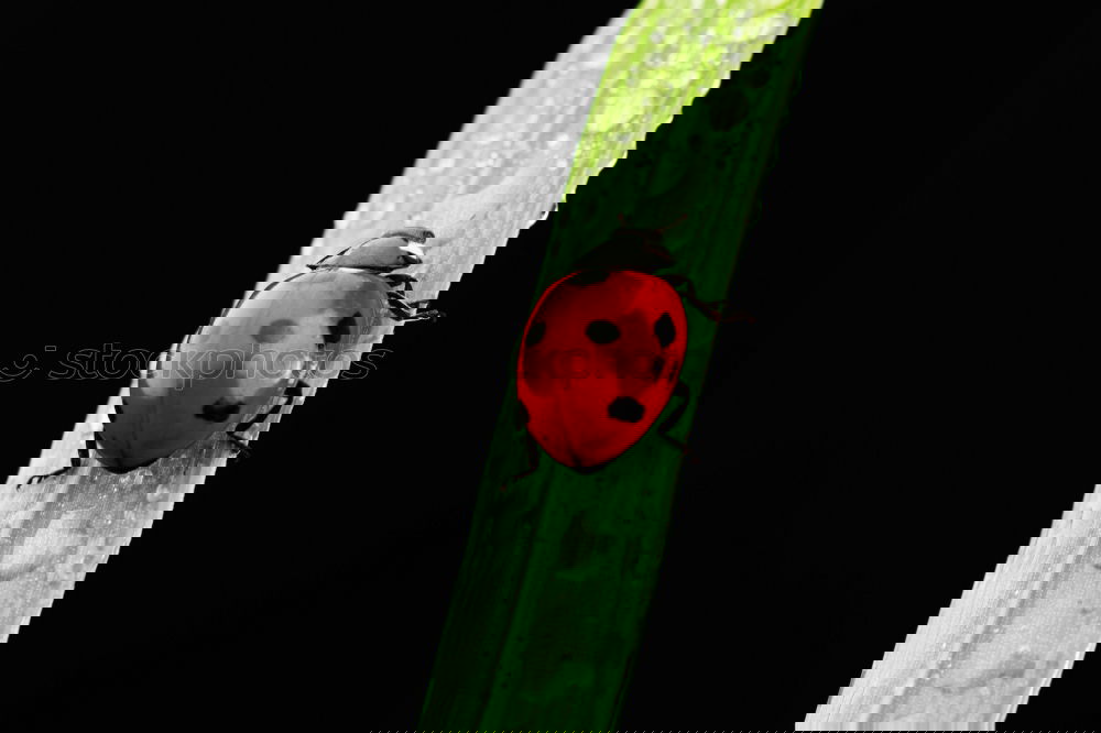 Similar – Image, Stock Photo two ladybirds mating on green leaves