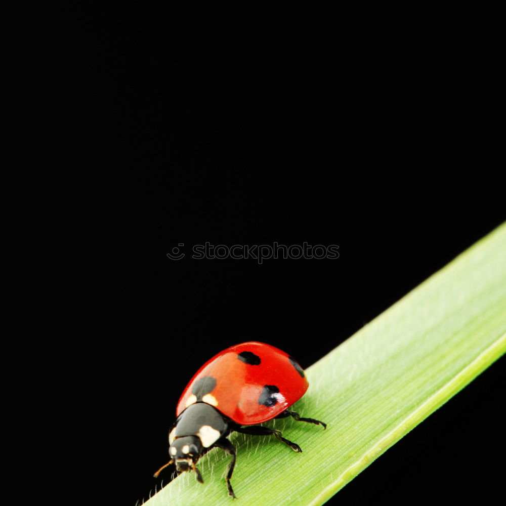 Similar – Image, Stock Photo A little beetle goes for a walk