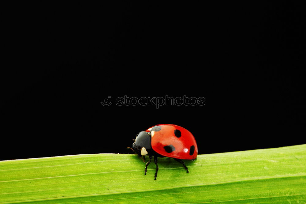 Similar – oblique position Ladybird