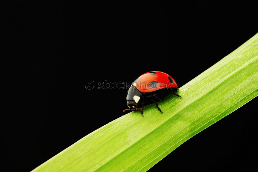 Similar – fly Insect Compound eye