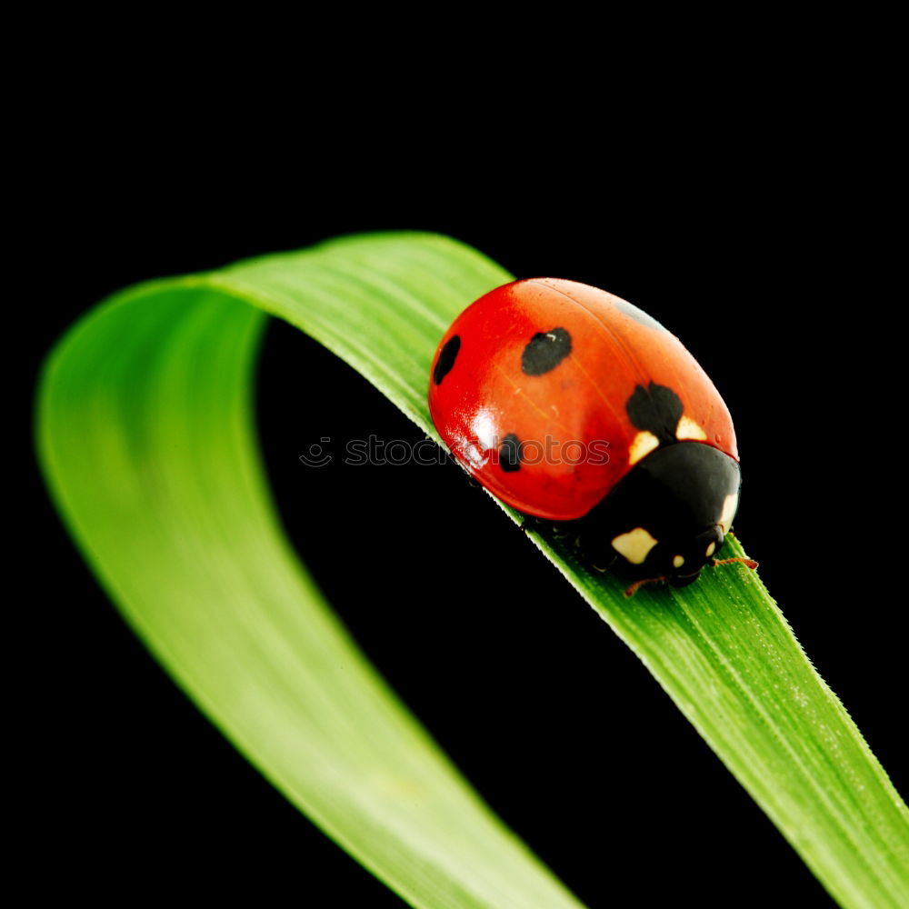 Similar – Image, Stock Photo Ladybird seat Animal