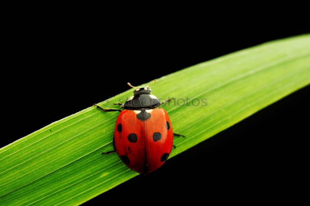 Similar – Die Bug-Verschwörung