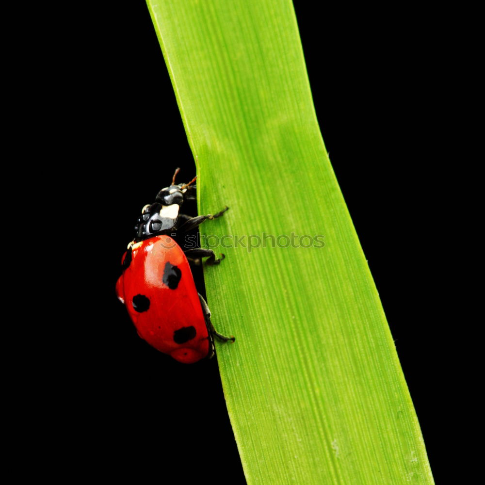 Similar – Image, Stock Photo A little beetle goes for a walk