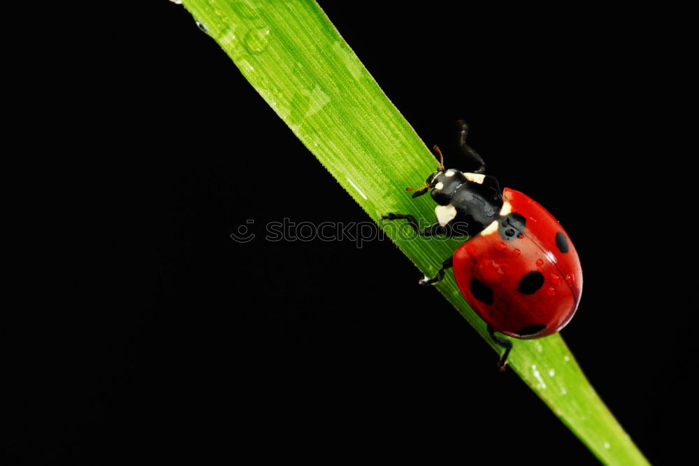 Similar – Image, Stock Photo A little beetle goes for a walk