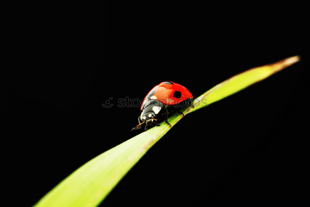 Similar – Foto Bild Blattleben Käfer krabbeln