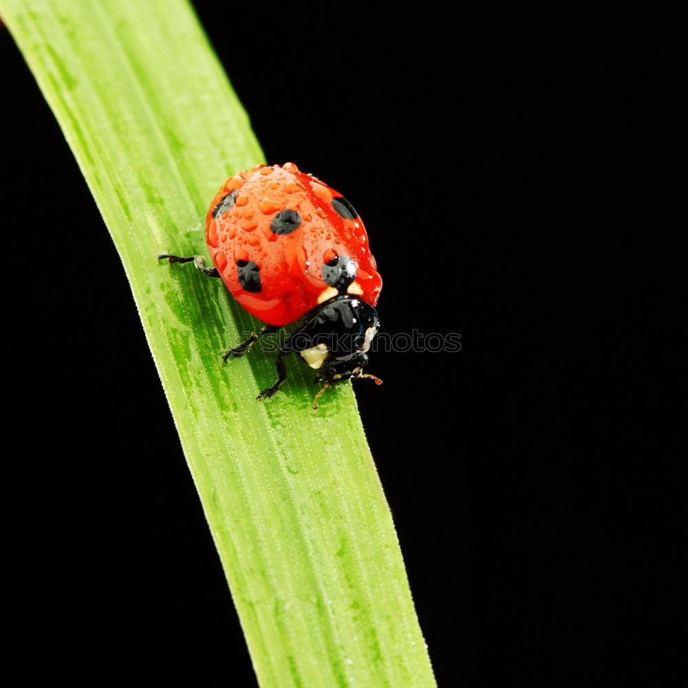 Similar – Image, Stock Photo A little beetle goes for a walk