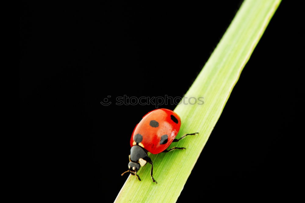 Similar – Foto Bild Glückskäfer Umwelt Natur