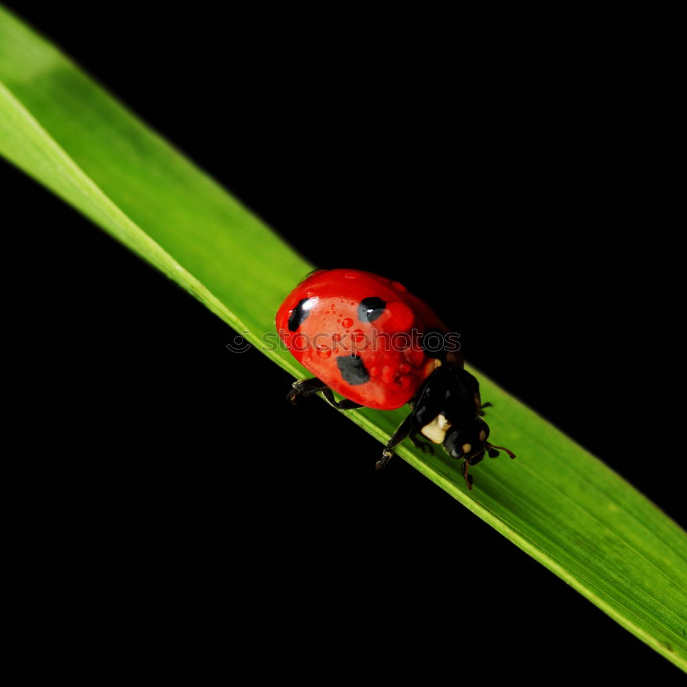 Similar – Image, Stock Photo A little beetle goes for a walk