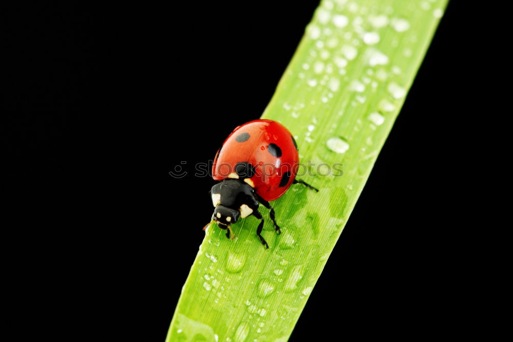 Similar – coccinella septempunctata