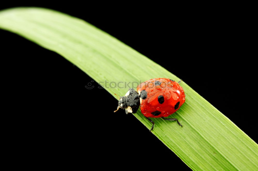 Similar – Ladybug love