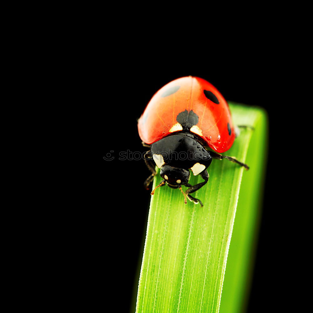 Similar – Image, Stock Photo vitamins Food Vegetable