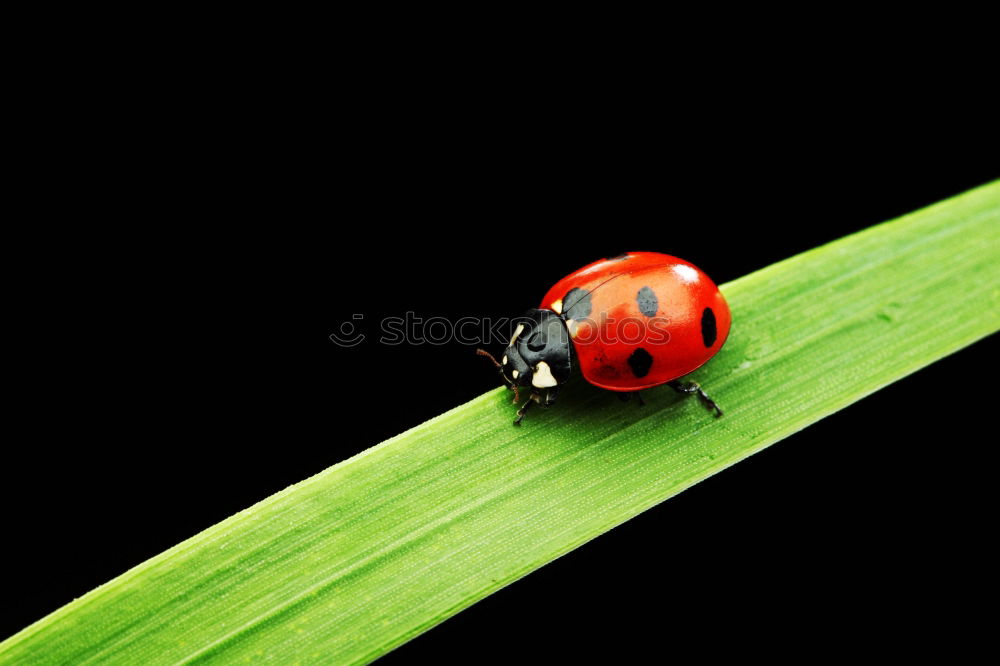 Similar – Marienkäfer Gras grün rot