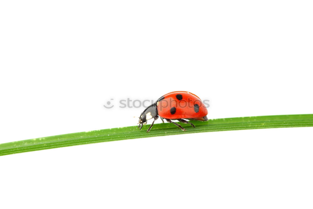 Similar – Image, Stock Photo tightrope walk Nature