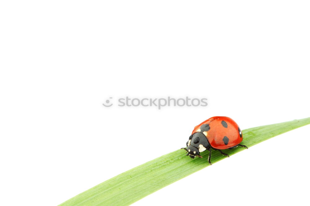 Similar – Image, Stock Photo tightrope walk Nature