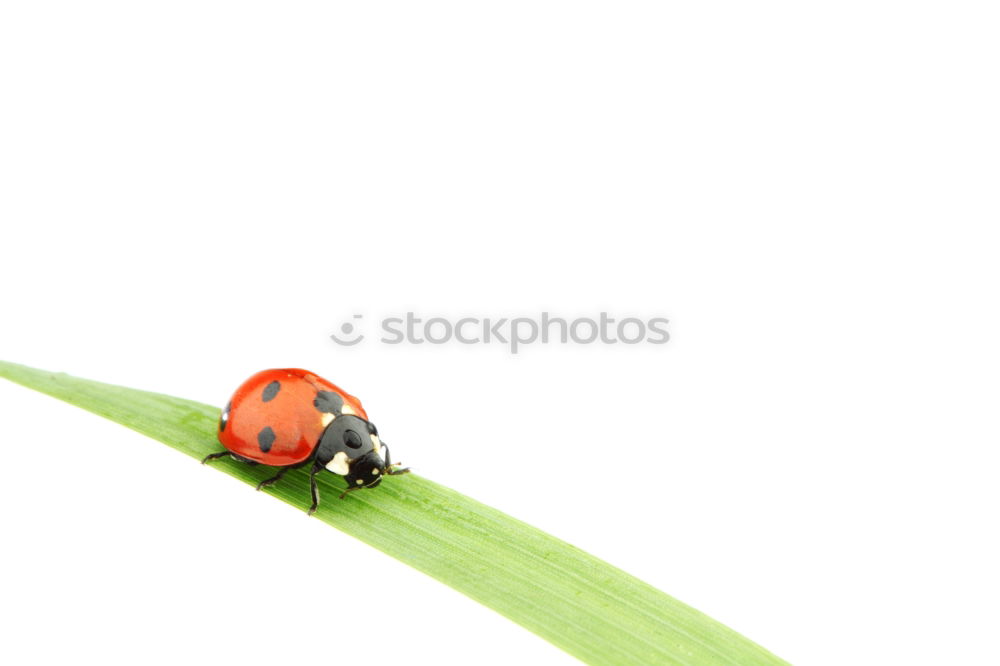 Similar – Image, Stock Photo tightrope walk Nature