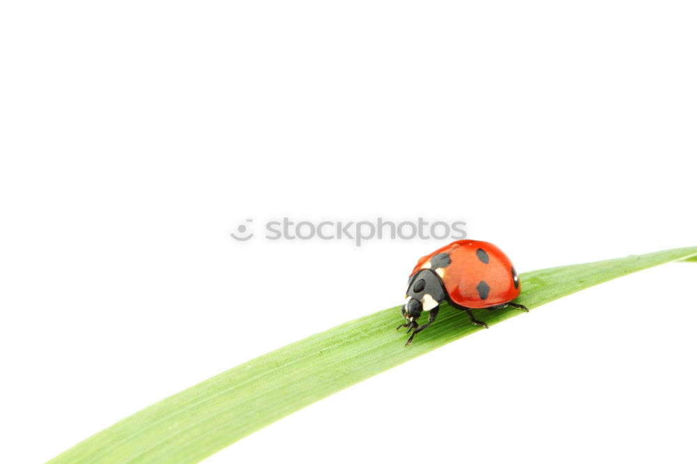 Similar – buggie Ladybird Fingers