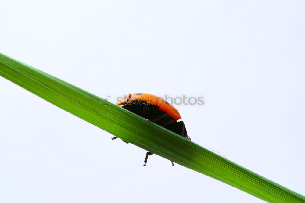 Similar – Image, Stock Photo longhorn beetle