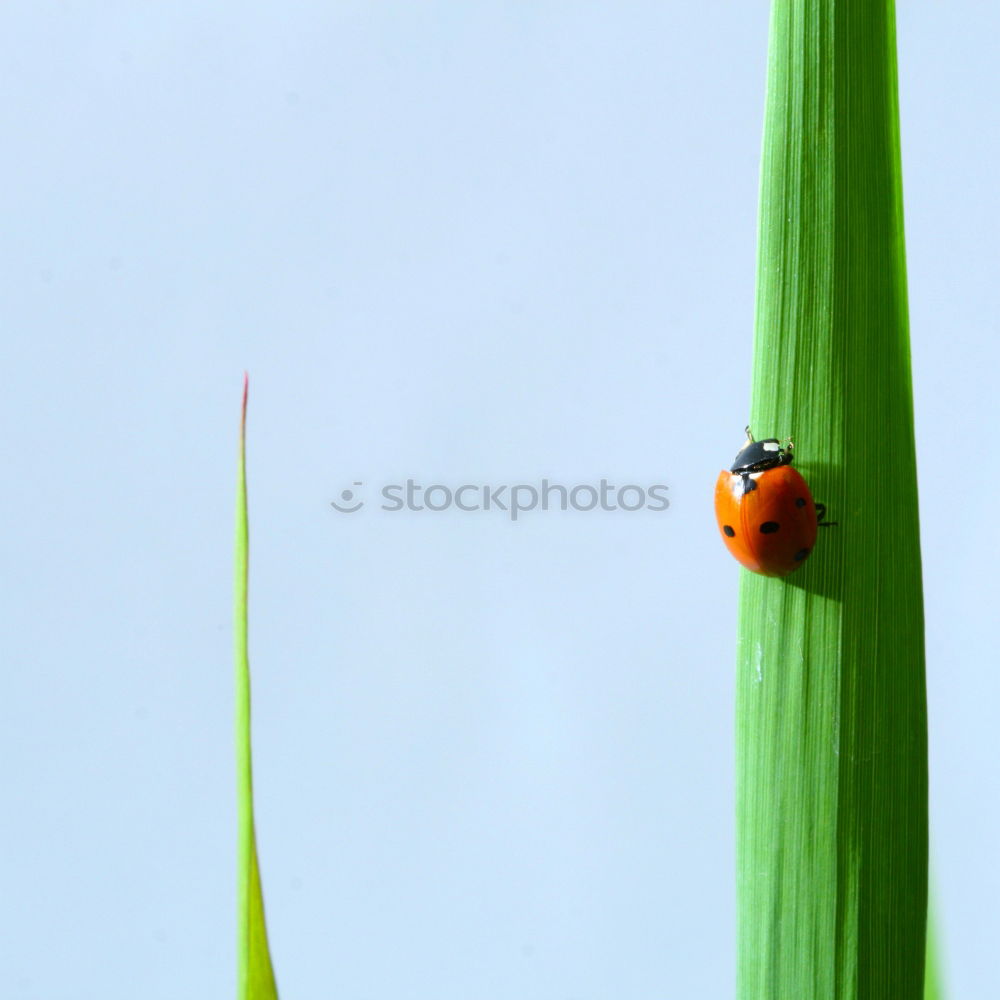 Similar – Image, Stock Photo I feel so High! Calm