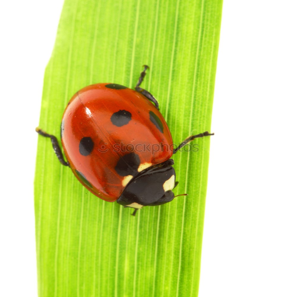 Similar – Image, Stock Photo Larva of the green stink bug 01