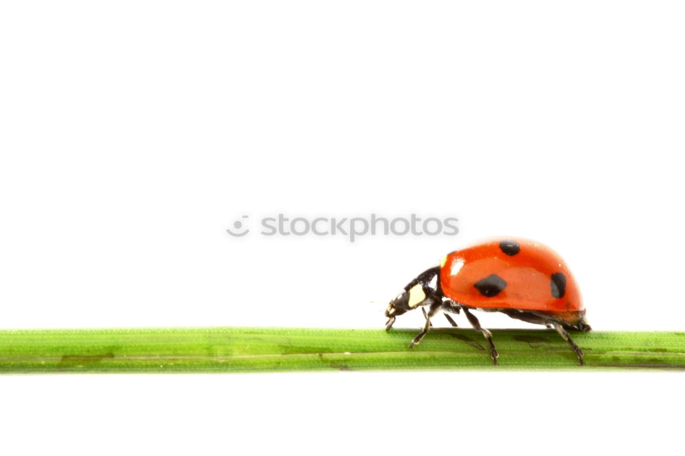 Similar – Image, Stock Photo Banded blood jade, Cercopsis sanguinolenta, on blade of grass