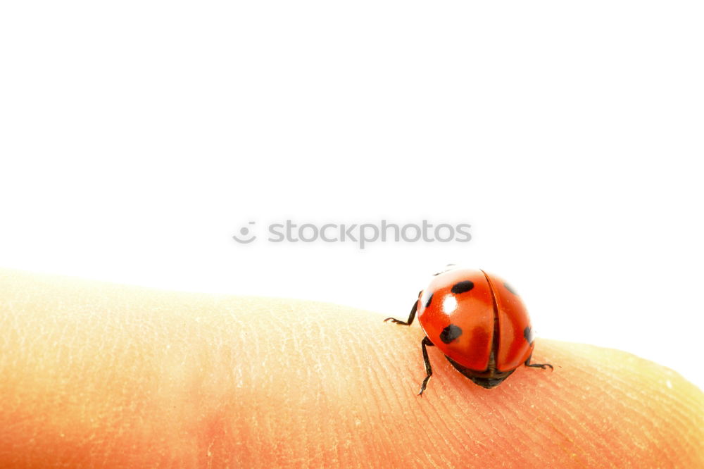 Similar – Image, Stock Photo ladybugs Ladybird Fingers