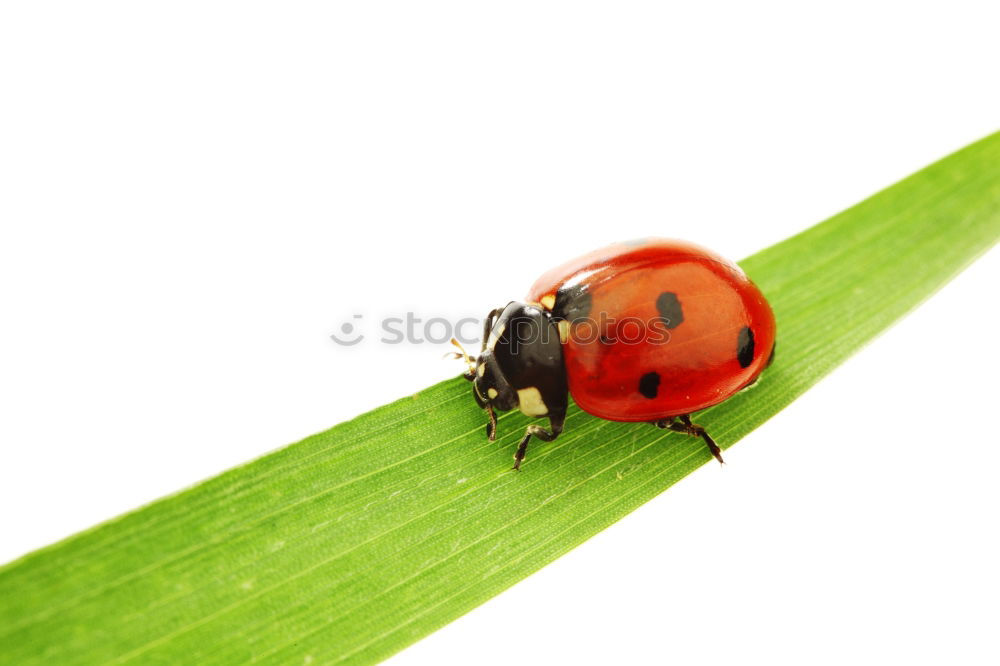 Similar – buggie Ladybird Fingers