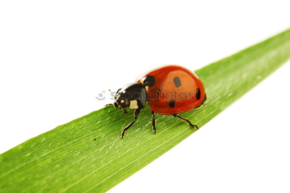 Similar – Foto Bild Aquaplaning Lilienkäfer